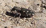 Thumbnail for Cicindela littoralis