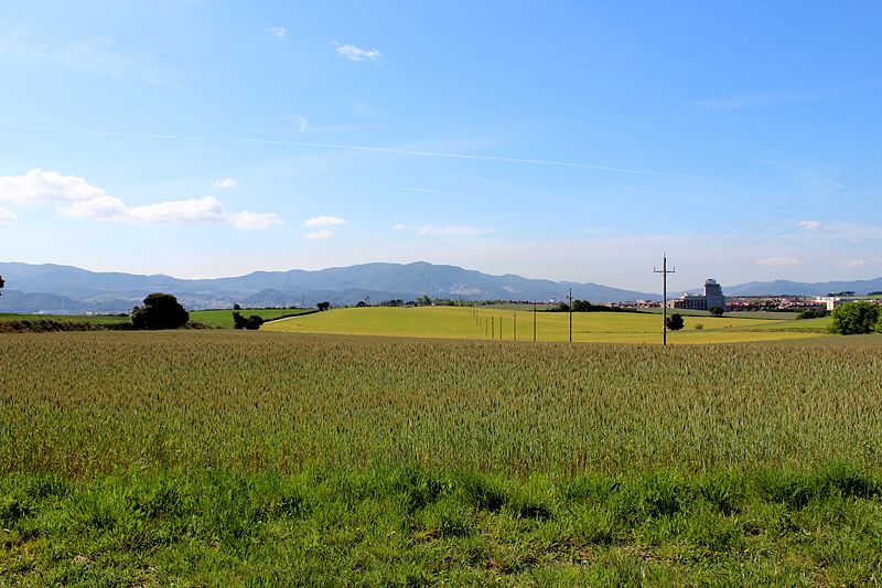 File:Camp de cereals.jpg