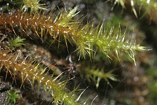 Amblystegiaceae Family of mosses