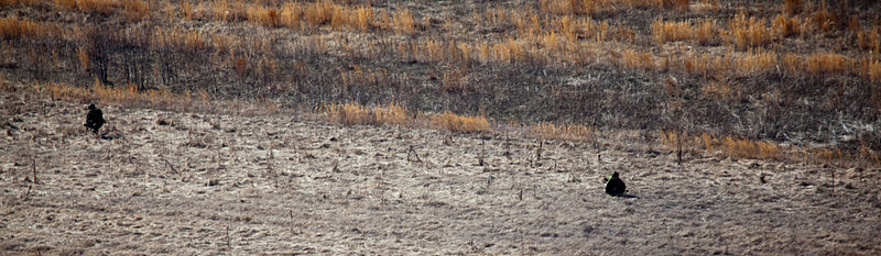 File:Canadian soldiers with 2nd Battalion, Royal Newfoundland Regiment, 37th Canadian Brigade Group, maneuver through a field at Fort Pickett, Va., March 4, 2013, during Exercise Southern Raider 13 130304-A-KH856-152.jpg