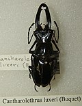 Miniatura para Cantharolethrus luxerii