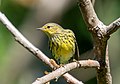 Image 75Cape May warbler in Prospect Park