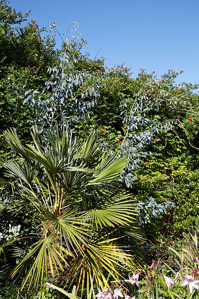 File:Capel-Manor-College-Gardens hedge shrub border.jpg