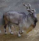 Kabul Markhor/Straight-horned Markhor