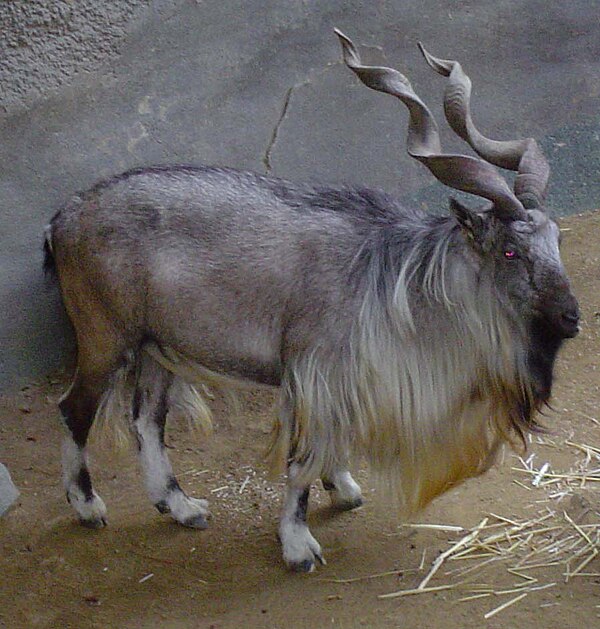 Bukharan markhor in captivity at the Los Angeles Zoo