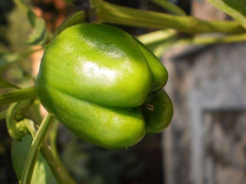 File:Capsicum-Chilli-on-plant.JPG