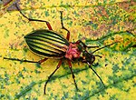 Thumbnail for Carabus auronitens