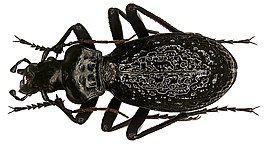 Carabus barysomus