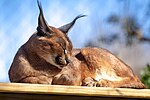 Miniatuur voor Bestand:Caracal (32828422697).jpg