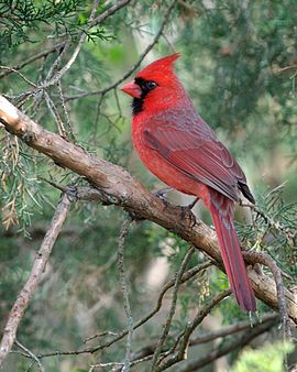 Cardinalis cardinalis -Columbus, Ohio, USA-male-8 (1).jpg