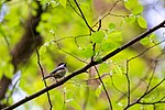 Thumbnail for File:Carolina chickadee (33191425073).jpg