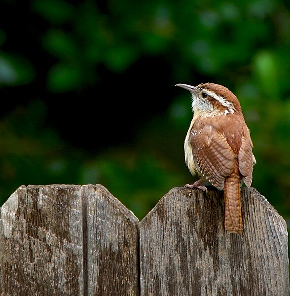 File:Carolina wren on fence.jpg