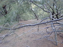 (Australian) coastal she oak litter completely suppresses germination of understory plants as shown here despite the relative openness of the canopy and ample rainfall (>120 cm/yr) at the location. Casuarina litter.jpg