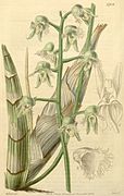 Catasetum gardneri