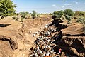 Un pastore Afar conduce una mandria di bestiame alla ricerca di acqua nel letto di un fiumiciattolo in Etiopia