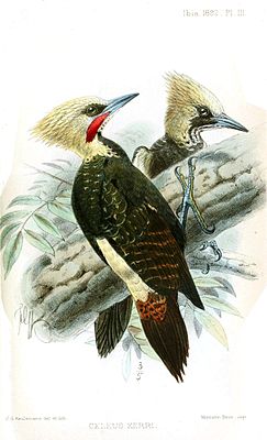 Pale-headed woodpeckers, males in front, females in back