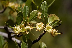 Cercocarpus breviflorus - Flickr - aspidoscelis.jpg