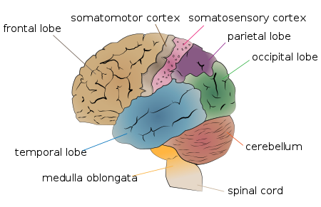 ไฟล์:Cerebrum_lobes.svg