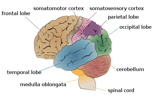 Cerebrum lobes