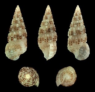 Cerithium alutaceum