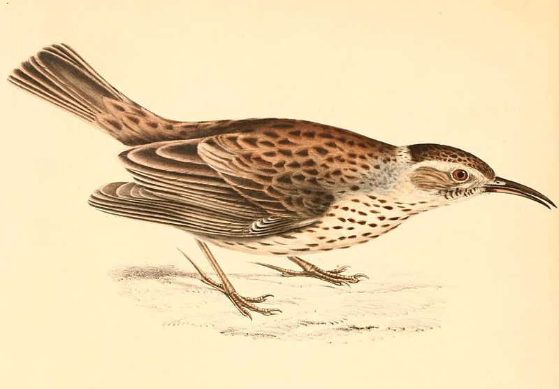 File:Certhilauda subcoronata 1838.jpg