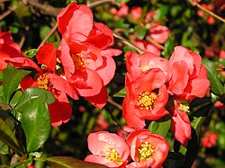 Lille japankvæde (C. japonica)