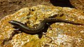 eslizón ibérico, especie de reptil presente en Isla Grosa.