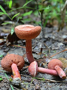 Chalciporus rubinellus (Mematuk) Penyanyi 665287.jpg