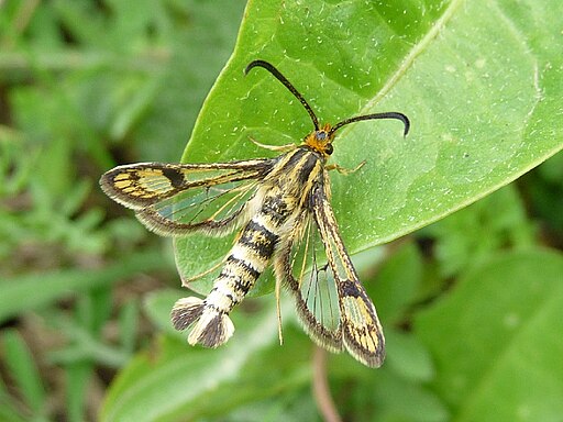 Chamaesphecia empiformis