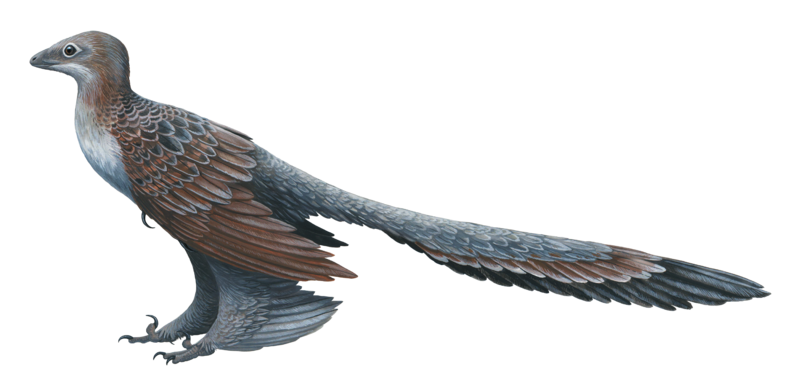 File:Changyuraptor.png