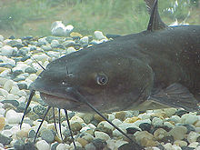 Catfish have millions of taste buds covering their entire body Channelcat.jpg