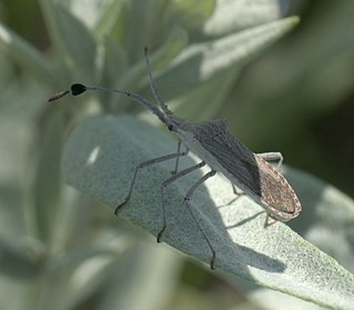 <i>Chariesterus</i> Genus of true bugs