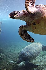 Vignette pour Plongée sous-marine à La Réunion