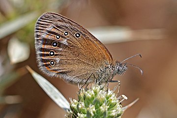 Chestnut heath Coenonympha glycerion Hungary