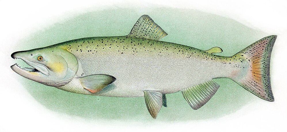 Chinook Salmon-avatar