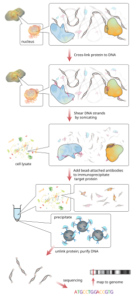 File:Chromatin immunoprecipitation sequencing.svg