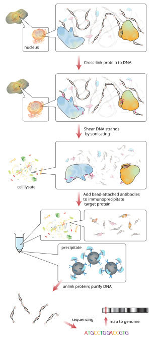 ChIP-sequencing workflow Chromatin immunoprecipitation sequencing.svg