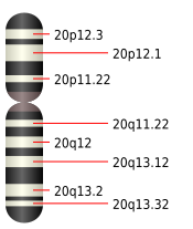 Chromosom 20.svg