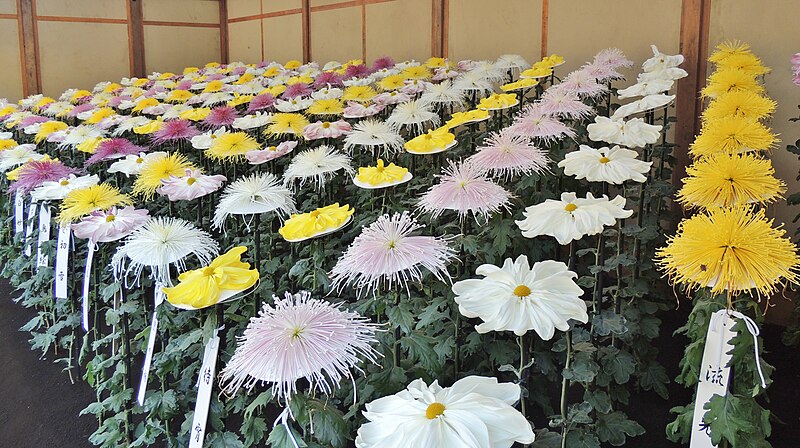 File:Chrysanthemum - panoramio.jpg