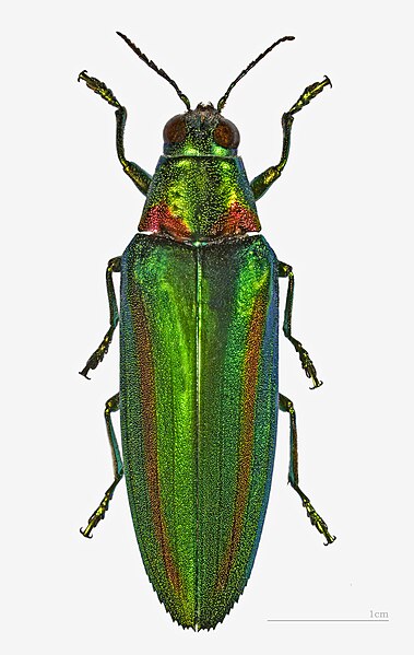 File:Chrysochroa rajah thailandica MHNT.ZOO.2004.0.520.jpg