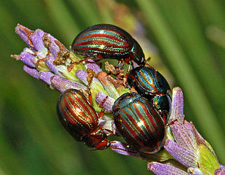 <i>Chrysolina americana</i> Species of beetle