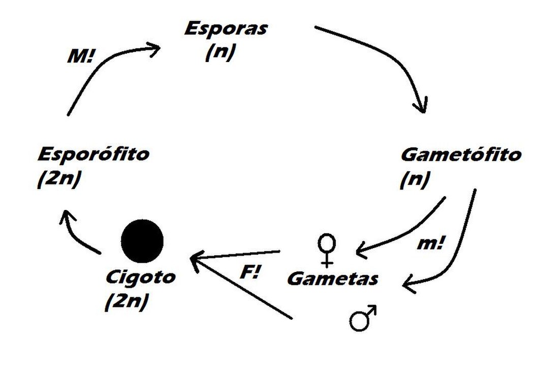 Ciclo de vida haplodiplonte