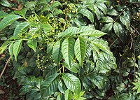 Cipadessa baccifera 04.JPG