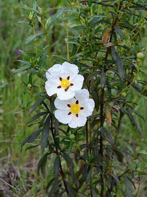 Cistus ladanifer