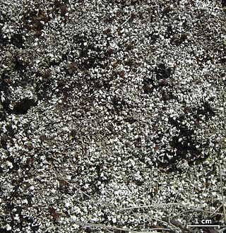 <i>Cladonia cariosa</i> Species of lichen