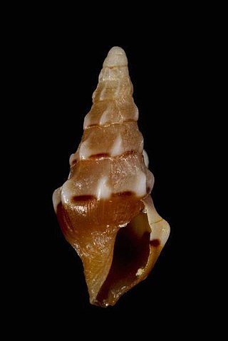<i>Clavus protentus</i> Species of gastropod