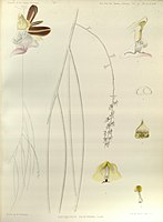 plate 319 Cleisostoma filiforme