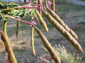 Cleome serrulata (8009474054).jpg