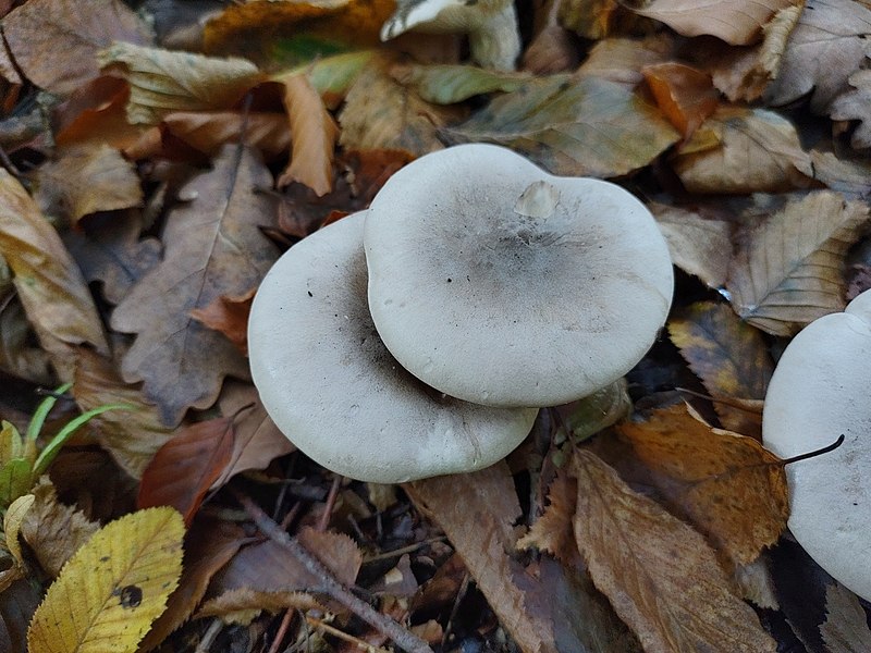 File:Clitocybe nebularis 163631769.jpg