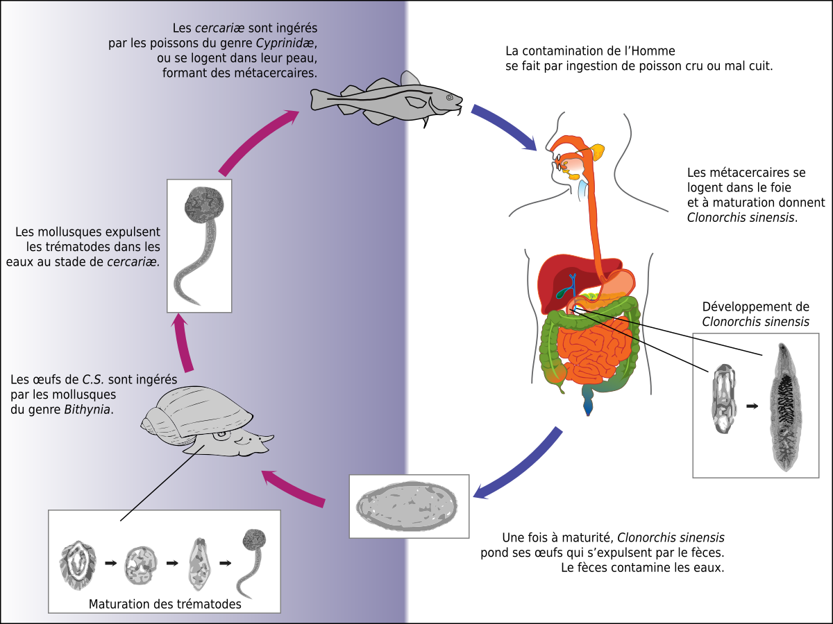 Clonorchis sinensis. Жизненный цикл китайского сосальщика сосальщика. Схема жизненного цикла Clonorchis sinensis. Жизненный цикл китайского сосальщика схема. Китайская двуустка жизненный цикл.
